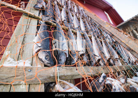 Dried salmon hunging in drier, Norway Stock Photo