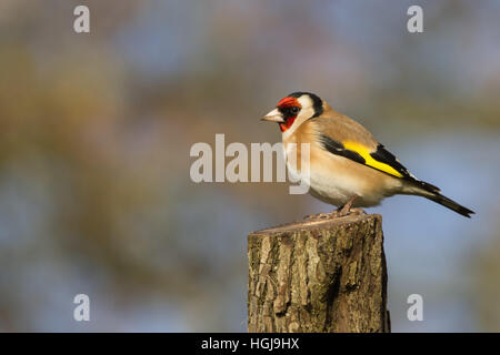 Goldfinch (Carduelis Carduelis) perched on Stalk Stock Photo