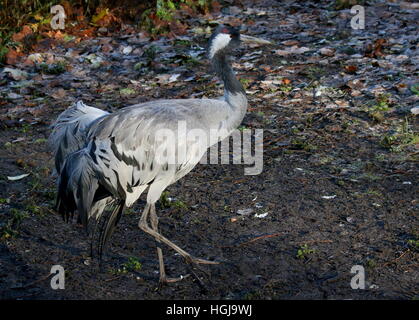 European Common Crane (Grus Grus) in closeup Stock Photo