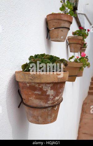 Earthenware pots with flowers on a white washed wall at Ronda,Andalusia,Andalucia, Spain Stock Photo
