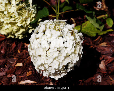 Hydrangea arborescens 'Anabelle'  (smooth hydrangea, wild hydrangea, sevenbark) Stock Photo