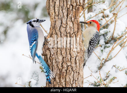 Blue Jay & Red-bellied Woodpecker Stock Photo