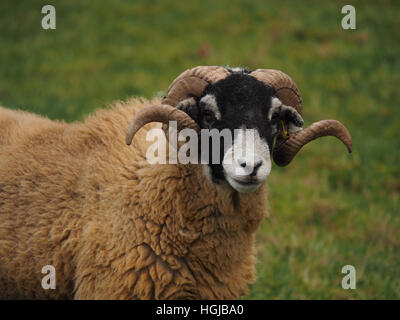 black-faced hill sheep ram looking straight at camera in grassy field with spiral curly horns and thick fleece Stock Photo