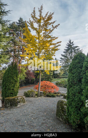 Autumn colors turn on a tall tree with yellow leaves and a small tree with orange leaves. Location is Seatac, Washington. Stock Photo