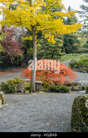 Autumn colors turn on a tall tree with yellow leaves and a small tree with orange leaves. Location is Seatac, Washington. Stock Photo