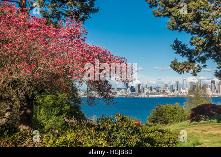 The Seattle skyline can be seen behind a red dogwood tree in West Seattle. Stock Photo