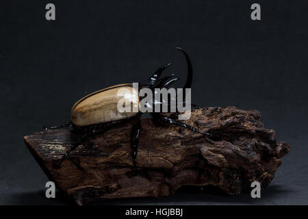 Five-horned Rhinoceros Beetle (Eupatorus gracilicornis) on the stump Stock Photo