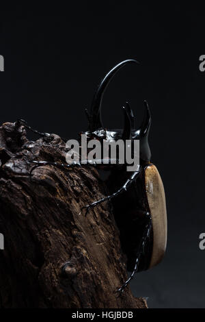 Five-horned Rhinoceros Beetle (Eupatorus gracilicornis) on the stump Stock Photo