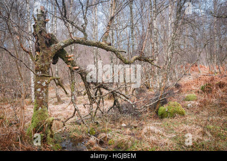 A tangled mess of Silver Birch trees, Betula pendula, with bracket fungus growing on a dead specimen. Stock Photo
