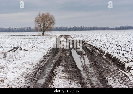 Winter landscape with lonely tree on roadside of country road next to agricultural field in Ukraine Stock Photo