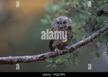 Eurasian Scops Owl / Zwergohreule ( Otus scops ), perching on a branch of a pine tree, calling, nice background, droll little cute bird. Stock Photo
