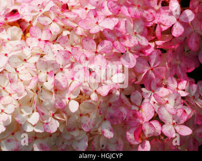 Close up of Hydrangea paniculata 'Renhy' 'Vanille Fraise' - panicle hydrangea Stock Photo
