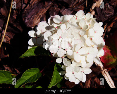 Close up of Hydrangea paniculata 'Renhy' 'Vanille Fraise' - panicle hydrangea Stock Photo