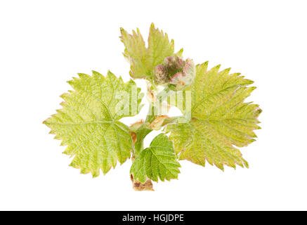 Seedling grape with leaf isolated on white background Stock Photo