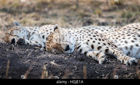 Cheetah (Acinonyx jubatus) Asleep