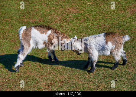 goat fight in spring Stock Photo