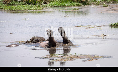 Hippopotamus (Hippopotamus Ampibius) Upside Down Stock Photo