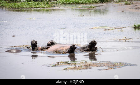 Hippopotamus (Hippopotamus Ampibius) Upside Down Stock Photo