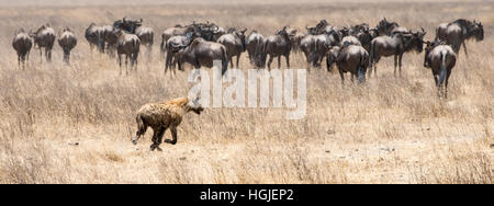 Herd of Wildebeest, White Bearded Brindled or Blue (Connochaetes taurinus) Chased by Hyena Stock Photo