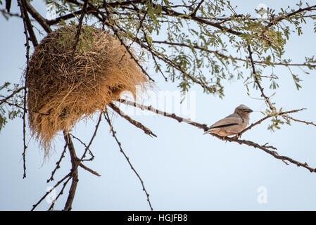 Grey capped Social Weaver, (Pseudonegrita arnaudi) and Nest Stock Photo