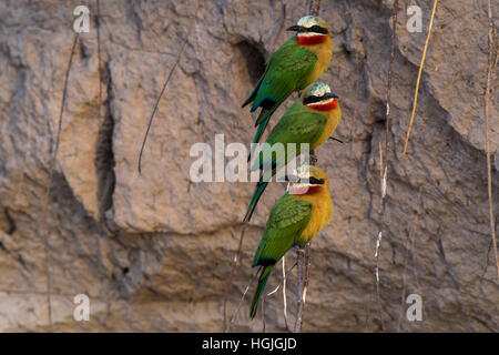 White-fronted bee-eater (Merops bullockoides) in front of nesting wall, Chobe River, Chobe National Park, Botswana Stock Photo