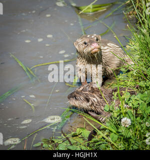 Young Otters (Lutra lutra) Playing Stock Photo