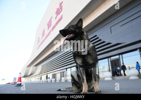 Lanzhou, China's Gansu Province. 22nd Jan, 2017. Police dog Lulu is on duty in Lanzhouxi Railway Station in Lanzhou, capital of northwest China's Gansu Province, Jan. 22, 2017. Many police dogs are on duty during China's Spring Festival travel rush between Jan. 13 and Feb. 21. Credit: Chen Bin/Xinhua/Alamy Live News Stock Photo