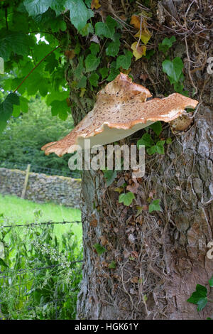 Dryad's saddle bracket fungus (Polyporus Cerioporus) growing on the trunk of a sycamore tree (Acer pseudoplatanus) Stock Photo