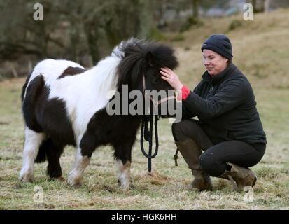 Nemo, a Shetland pony, rescued by the Scottish Fire and Rescue Service after it became stranded in a swollen river near Lochard Road, Aberfoyle, is pictured dried out back in his farm with owner Kay Paterson after yesterdays ordeal. Stock Photo