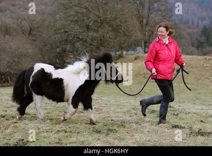Nemo, a Shetland pony, rescued by the Scottish Fire and Rescue Service after it became stranded in a swollen river near Lochard Road, Aberfoyle, is pictured dried out back in his farm with Lynn Paterson after yesterdays ordeal. Stock Photo