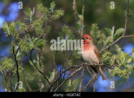 Common rosefinch singing from tree in leaf budding Stock Photo