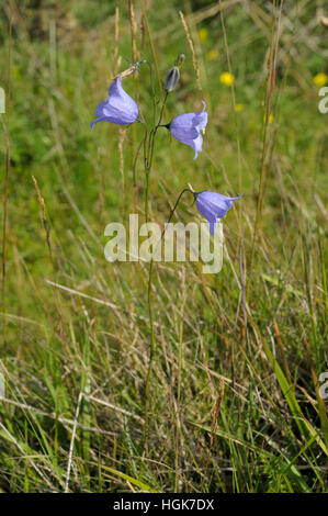 Harebell, Campanula rotundifolia Stock Photo