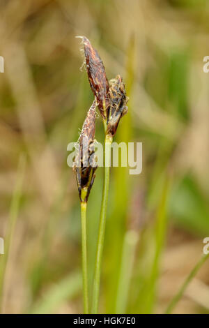 Soft-leaved Sedge, Carex montana Stock Photo