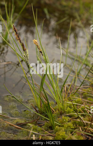 Common Sedge, Carex nigra Stock Photo