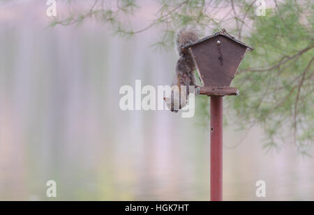 Common grey female squirrel hanging from a bird feeder. Stock Photo