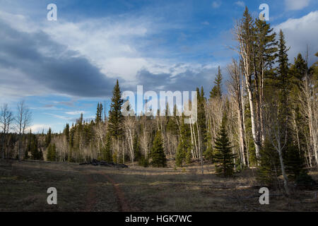 The Arizona Trail rolling over a meadow and small rolling hills on the northern Kaibab Plateau. Kaibab National Forest, Arizona Stock Photo