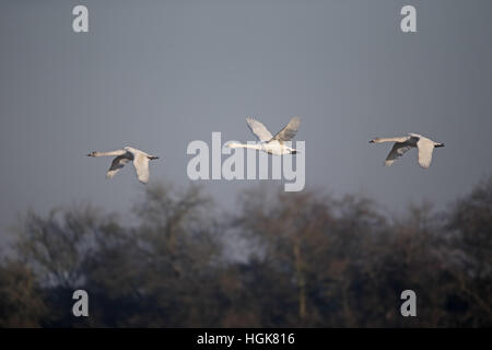 Bewicks swan, Cygnus columbianus bewickii, three bird in flight, Slimbridge, Gloucestershire, January 2017 Stock Photo