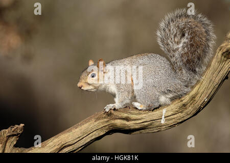 Grey squirrel, Sciurus carolinensis, single mammal on branch, Warwickshire, January 2017 Stock Photo
