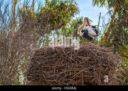 White Storks (Ciconia ciconia) In Cellah Fortress Rabat Morocco Stock Photo