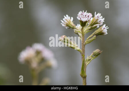 Winter heliotrope (Petasites fragrans) in flower. A female invasive plant in the daisy family (Asteraceae) Stock Photo