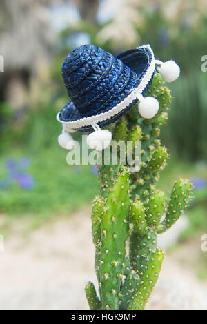 Funny cactus with blue Sombrero hat Stock Photo