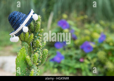 Funny cactus with blue Sombrero hat Stock Photo