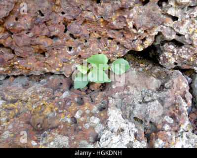 Little tree growing in the ancient rough stone wall of an old temple ruin in Thailand, Close-up, Texture Stock Photo