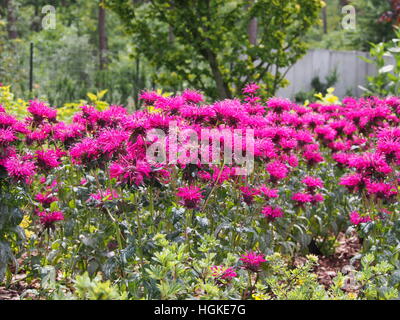 Monarda (bee balm, horsemint, oswego tea, bergamot) in full bloom Stock Photo