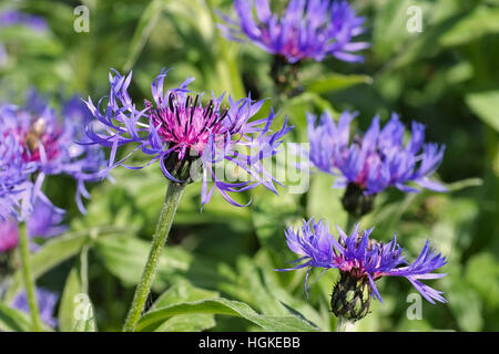 Berg-Flockenblume oder Centaurea montana - perennial cornflower or Centaurea montana flower in spring garden