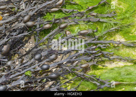 Knotentang, Knoten-Tang, Ascophyllum nodosum, Ascophylla nodosa, rockweed, Norwegian kelp, knotted kelp, knotted wrack, egg wrack, Yellow Tang, Knobbe Stock Photo
