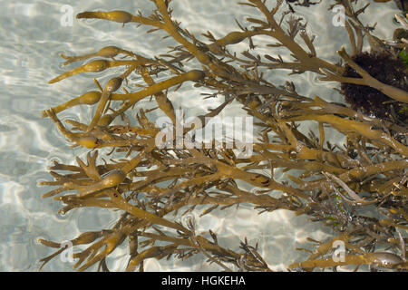 Knotentang, Knoten-Tang, Ascophyllum nodosum, Ascophylla nodosa, rockweed, Norwegian kelp, knotted kelp, knotted wrack, egg wrack, Yellow Tang, Knobbe Stock Photo