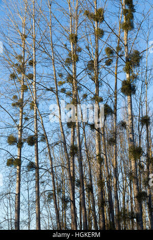 Parasitic Mistletoe growing on tree / trees in wood / woods / woodland / countryside / forest. Savoie / Savoy & Ain France Stock Photo