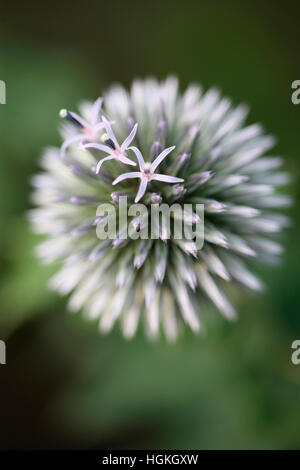 Globe headed summer flowers in bright sunshine. Alliums