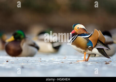 Beautiful mandarin duck on the frozen lake in a park Stock Photo